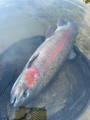 ニジマスの釣果