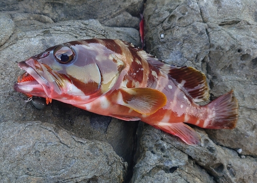 アカハタの釣果