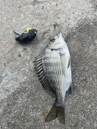 クロダイの釣果