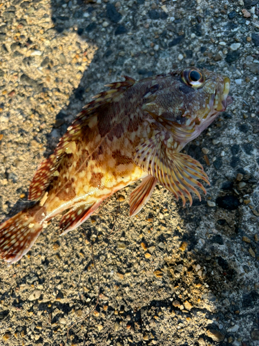 カサゴの釣果