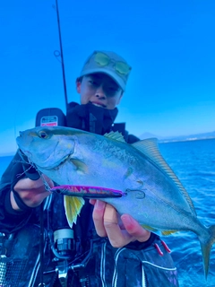 ショゴの釣果