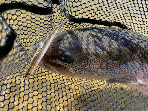 イトウの釣果