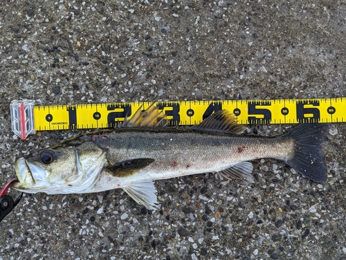 シーバスの釣果