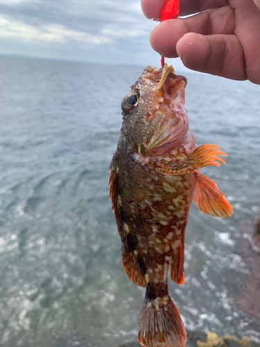 アラカブの釣果