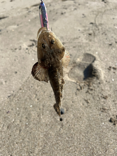 マゴチの釣果