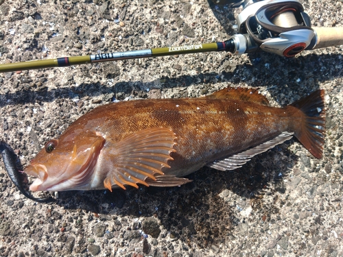 アイナメの釣果