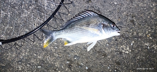 キスの釣果