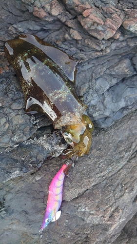 アオリイカの釣果