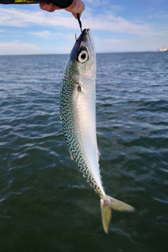 サバの釣果