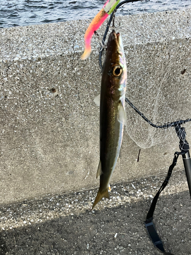 カマスの釣果