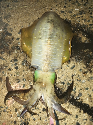 アオリイカの釣果