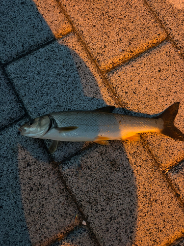 ウグイの釣果