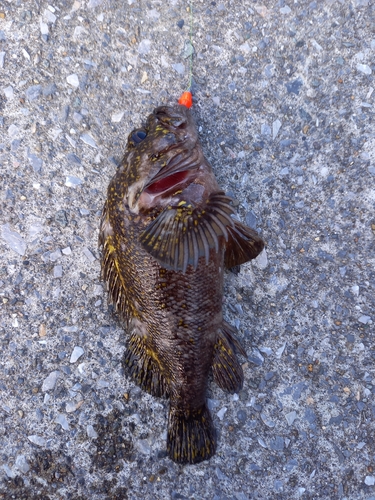 オウゴンムラソイの釣果