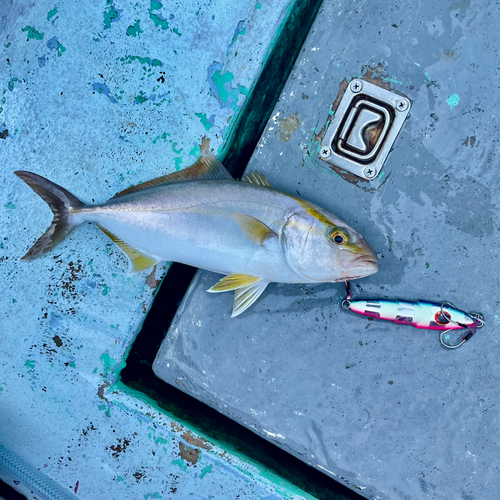 カンパチの釣果