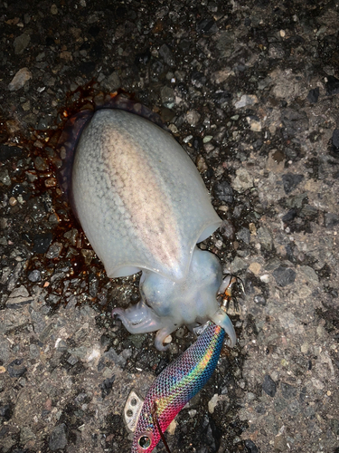 シリヤケイカの釣果