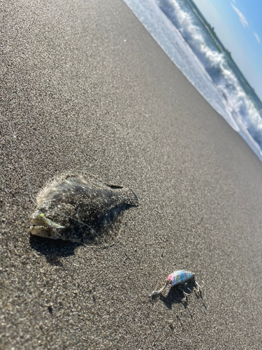 ソゲの釣果