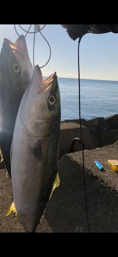 ツバスの釣果