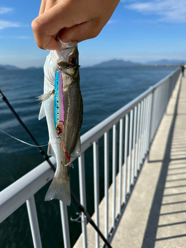 セイゴ（タイリクスズキ）の釣果