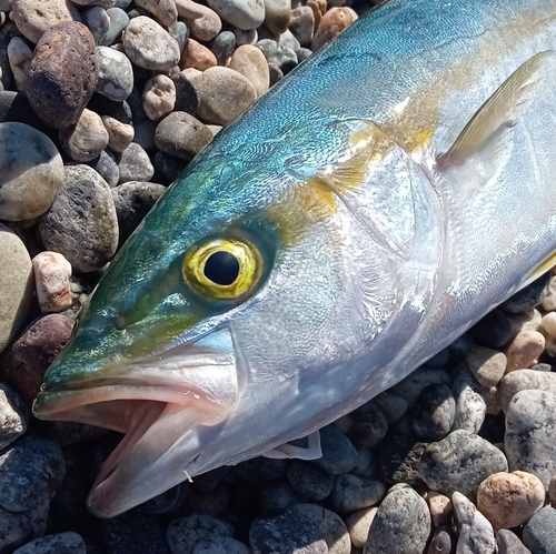 イナダの釣果