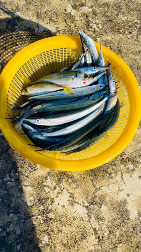 サヨリの釣果