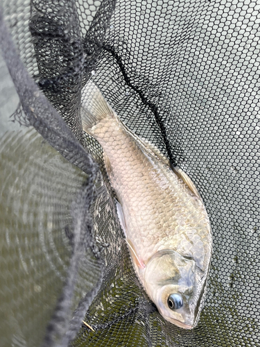 ヘラブナの釣果