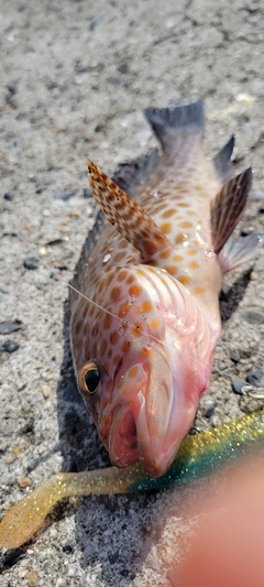 オオモンハタの釣果