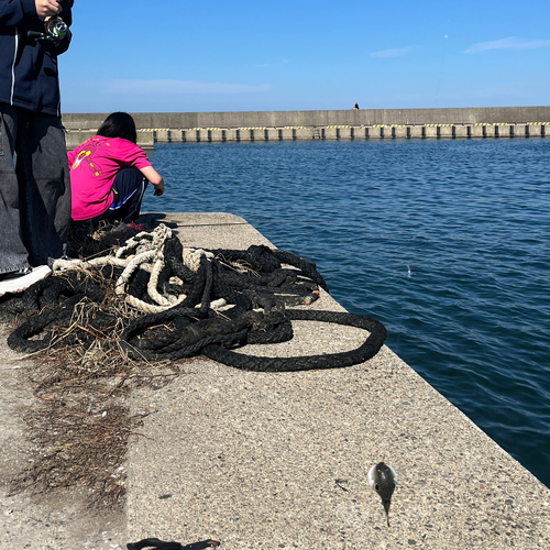 クサフグの釣果