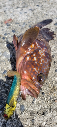 キジハタの釣果