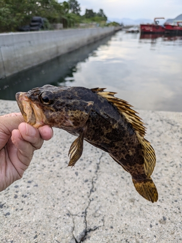 タケノコメバルの釣果