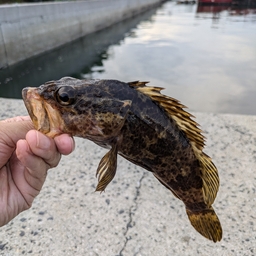 タケノコメバル