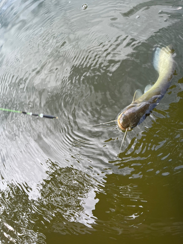 ナマズの釣果