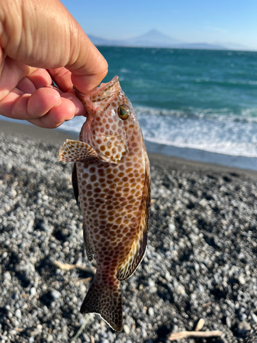 オオモンハタの釣果