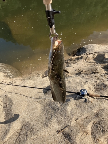 ナマズの釣果