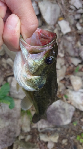 ブラックバスの釣果