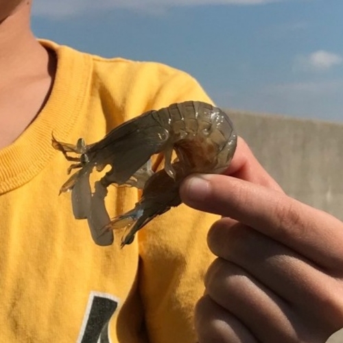 シャコの釣果