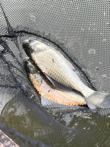 ヘラブナの釣果