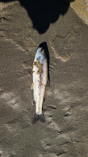 ニジマスの釣果