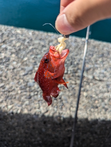 アカハタの釣果