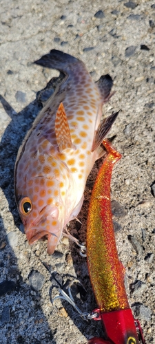 オオモンハタの釣果