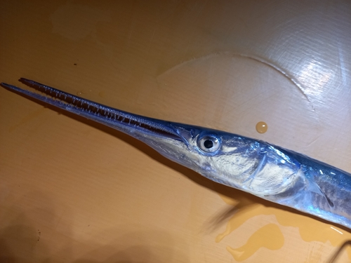 ダツの釣果