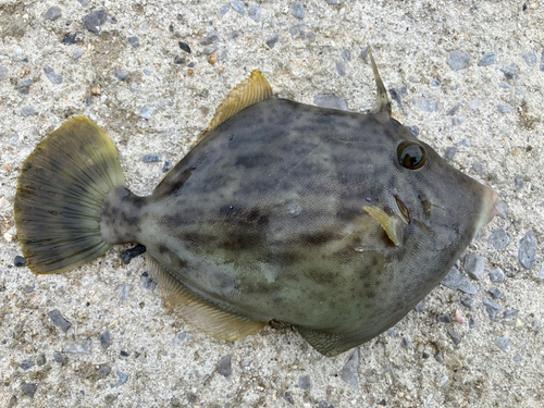 カワハギの釣果