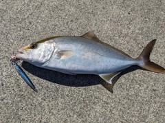 ショゴの釣果