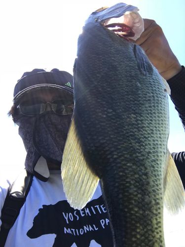 ブラックバスの釣果