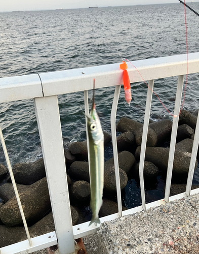 サヨリの釣果