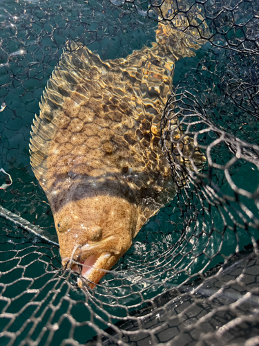 ヒラメの釣果