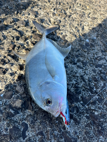 メッキの釣果