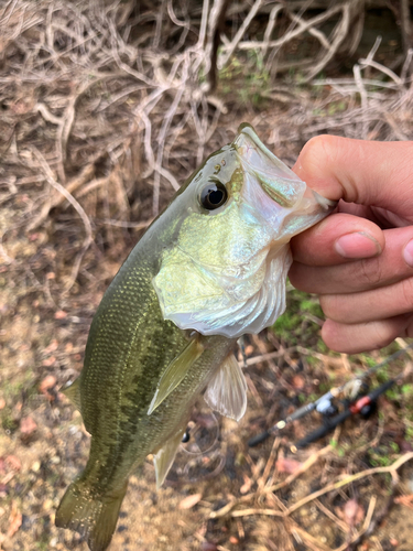 ラージマウスバスの釣果