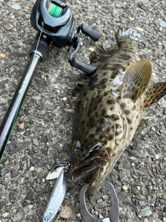 チャイロマルハタの釣果