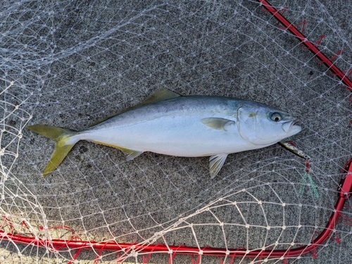 イナダの釣果