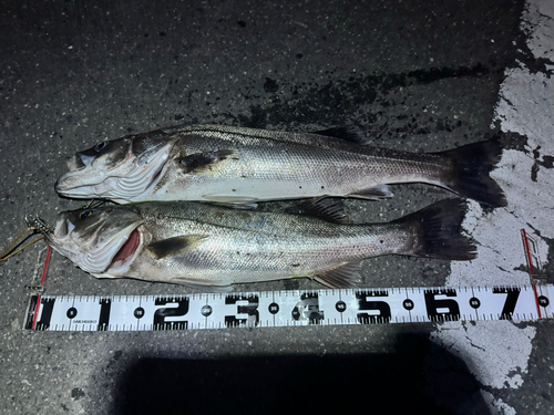 シーバスの釣果